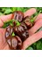 Çikolata Habanero Biber Tohumu Çok Acı Chocolate Habanero Capsicum Chinense 2