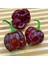 Çikolata Habanero Biber Tohumu Çok Acı Chocolate Habanero Capsicum Chinense 4