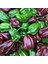 Çikolata Habanero Biber Tohumu Çok Acı Chocolate Habanero Capsicum Chinense 5