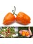 Turuncu Habanero Biber Tohumu Acı 2