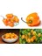 Turuncu Habanero Biber Tohumu Acı 4