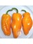 Küçük Marsilya Biberi Tohumu Orta Acı Geleneksel Petit Marseillais Pepper 1