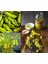 Pepperoncini Altın Yunan Biberi Tohumu 2