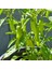 Pepperoncini Altın Yunan Biberi Tohumu 4