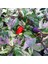Mor Kaplan Acı Biberi Tohumu Purple Tiger Hot Pepper 4