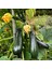 Yaz Kabağı Tohumu Geleneksel Black Beauty Summer Squash 5