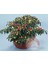 Peppa Süs Biberi Tohumu Ornamental Chili Pepper 2