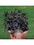 Kara Inci Süs Biberi Tohumu Black Pearl Ornamental Pepper 1