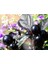 Kara Inci Süs Biberi Tohumu Black Pearl Ornamental Pepper 3