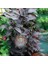 Kara Inci Süs Biberi Tohumu Black Pearl Ornamental Pepper 4