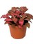 Yaprak Güzeli Fittonia Kırmızı Puantiyeli 10-20 cm 1