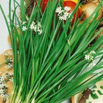 Zengarden 1 Adet Sarımsak Otu Tohumu Garlic Chives Sağlıklı ve Aromalı Yeşillik