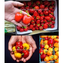 Zengarden Minyatür Dolmalık Biber Tohumu Kırmızı Tatlı Geleneksel