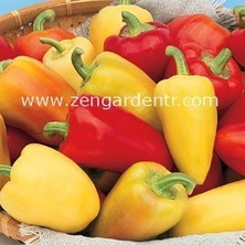 Zengarden Tatlı Romanya Biber Tohumu Geleneksel Roumanian Sweet Pepper