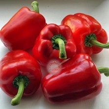 Zengarden Kırmızı Dolmalık Biber Tohumu Big Red Sweet Pepper