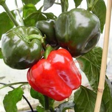 Zengarden Kırmızı Dolmalık Biber Tohumu Big Red Sweet Pepper