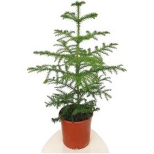 Armenbotanik Salon Çamı 120-130 cm