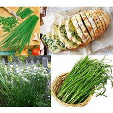 Zengarden Sarımsak Otu Tohumu Garlic Chives