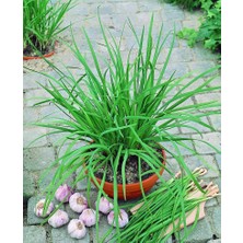 Zengarden Sarımsak Otu Tohumu Garlic Chives