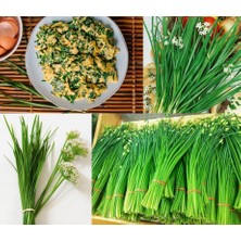 Zengarden Sarımsak Otu Tohumu Garlic Chives