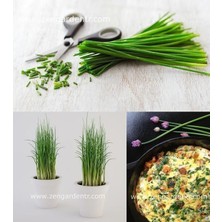 Zengarden Onion Chives Frenk Soğanı Tohumu Soğan Otu Ince Yapraklı