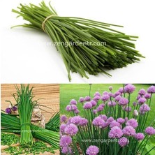 Zengarden Onion Chives Frenk Soğanı Tohumu Soğan Otu Ince Yapraklı