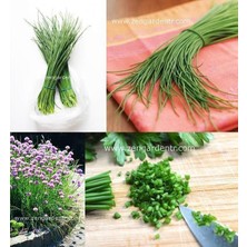 Zengarden Onion Chives Frenk Soğanı Tohumu Soğan Otu Ince Yapraklı