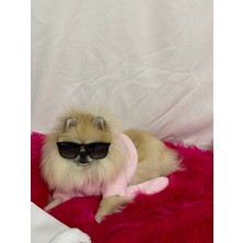 Maria Pet Fashion Kedi Köpek Kıyafeti & Elbisesi & Bornoz