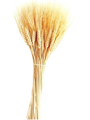 Fesleğen Çiçek 40 cm 1 Demet Natural Organizasyon Kuru Çiçek Doğal Başak Buğday Başağı