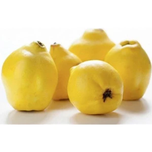 Aydoğdu Tüplü Ekmek Ayva Fidanı