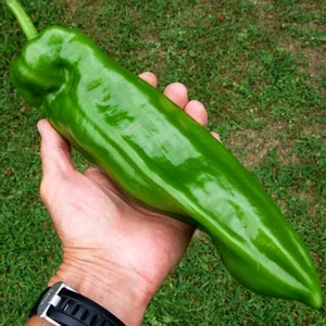 Dev Aconcagua Biber Tohumu