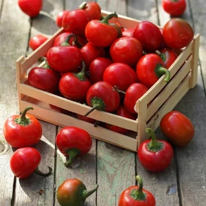 Tatlı Kiraz Biber Tohumu Red Cherry Sweet Pepper