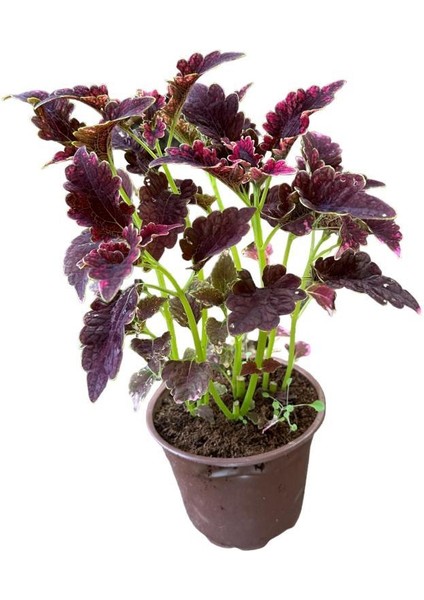 Bordo Yaprak Güzeli Yaprağı Güzel Kolyos Çiçeği Özel Renk 10-20 cm
