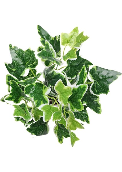 Yapay Büyük Lüx Islak Hedera Helix Bitkisi