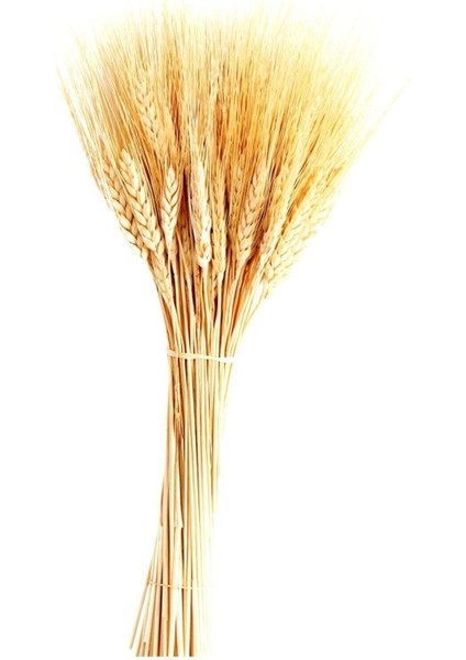 40 cm 1 Demet Natural Organizasyon Kuru Çiçek Doğal Başak Buğday Başağı
