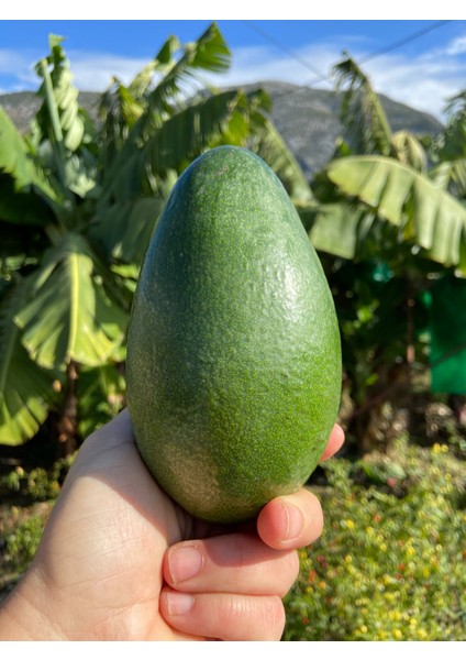 Alanya   Avokado 1 kg