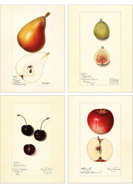 4 Adet Mutfak-Köşe Resimleri Çok Renkli, 28X38 Cm, 4 Adet, Vintage Çizimler Renkli Meyve Tabloları