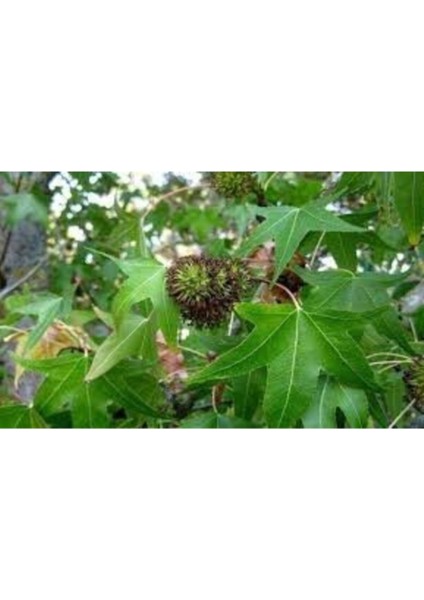 aydogdu Tüplü Sığla Ağacı Fidanı