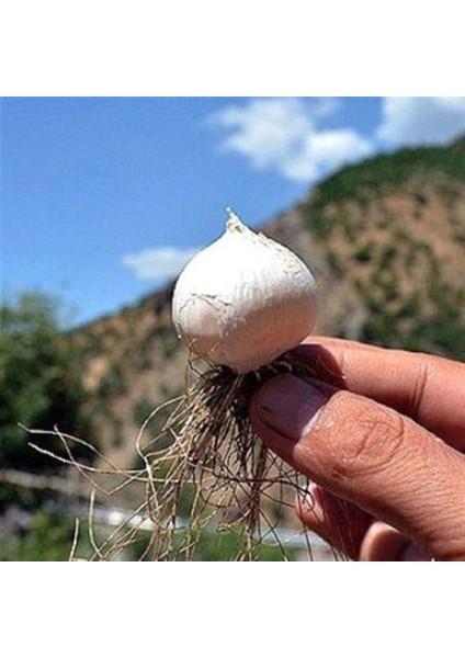 MUNZUR DAĞ SARIMSAĞI (1KG)