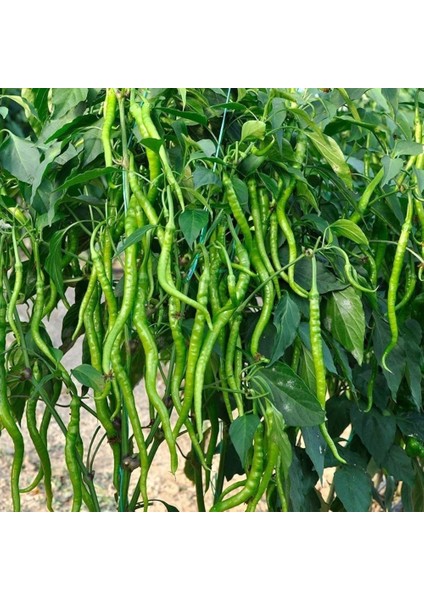 Tatlı Kıl Biber Tohumu Capsicum Annuum fiyatları