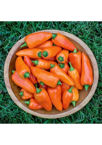 Turuncu Biber Tohumu Tangerine Dream Capsicum Annuum