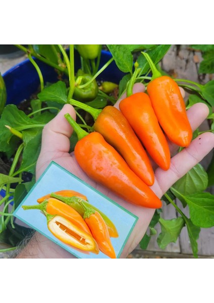 Turuncu Biber Tohumu Tangerine Dream Capsicum Annuum fiyatları