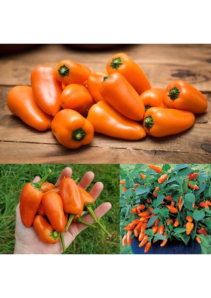 Turuncu Biber Tohumu Tangerine Dream Capsicum Annuum modelleri