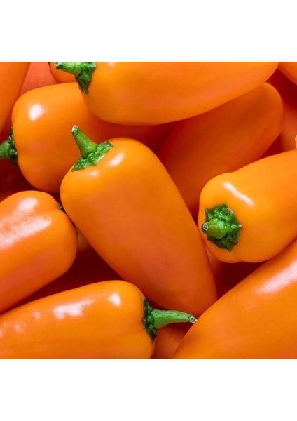 Turuncu Biber Tohumu Tangerine Dream Capsicum Annuum fırsatları