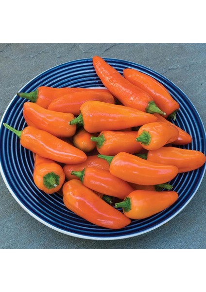 Turuncu Biber Tohumu Tangerine Dream Capsicum Annuum indirimleri