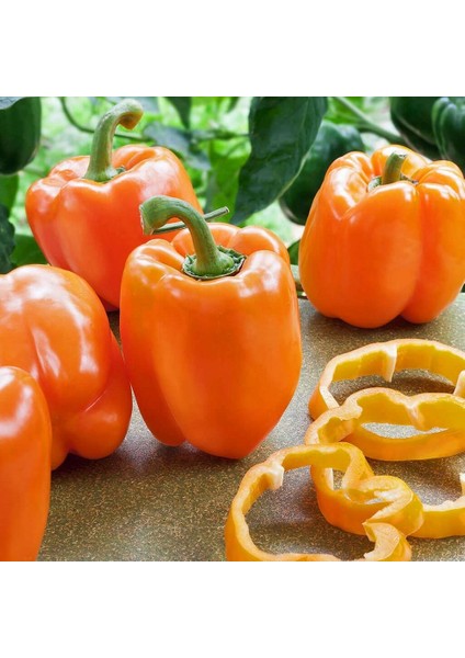 Portakal Rengi Biber Tohumu Orange California Wonder Bell Pepper fiyatları