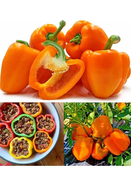 Portakal Rengi Biber Tohumu Orange California Wonder Bell Pepper indirimleri