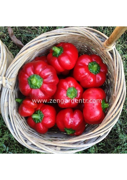Peynir Biberi Tohumu Tatlı Tipi Geleneksel Red Cheese Pepper Seeds