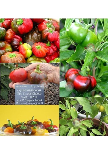 Peynir Biberi Tohumu Tatlı Tipi Geleneksel Red Cheese Pepper Seeds fırsatları