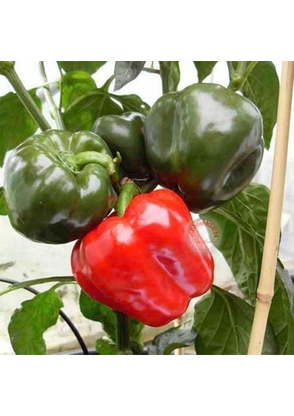 Kırmızı Dolmalık Biber Tohumu Big Red Sweet Pepper